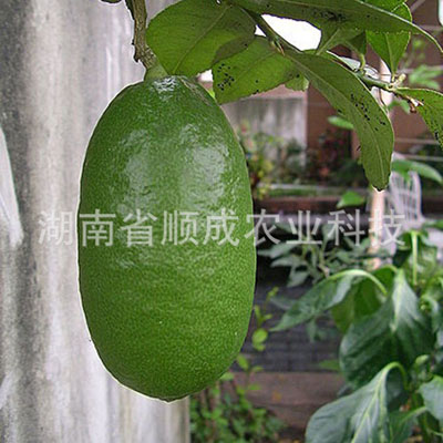 臺灣香水檸檬