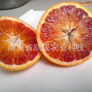 晚熟8號血橙 反季節品種
