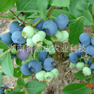 奧尼爾藍莓